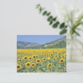 Carte Postale un champ de tournesols (Debout devant)