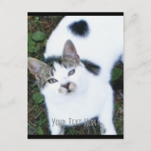 Carte Postale Un chat Cool (fille)