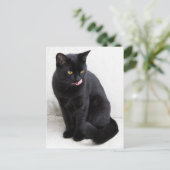 Carte Postale Un chat noir aux yeux jaunes léchant ses lèvres (Debout devant)