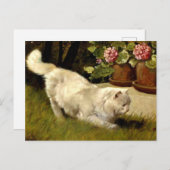 Carte Postale Un chat perse blanc regarde une coccinelle (Devant / Derrière)