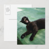 Carte Postale Un chat qui bâille. (Devant / Derrière)