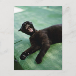 Carte Postale Un chat qui bâille.