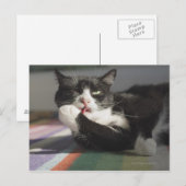Carte Postale Un chat qui lèche c'est paw (Devant / Derrière)