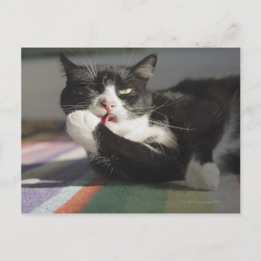 Carte Postale Un chat qui lèche c'est paw (Devant)