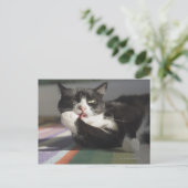 Carte Postale Un chat qui lèche c'est paw (Debout devant)