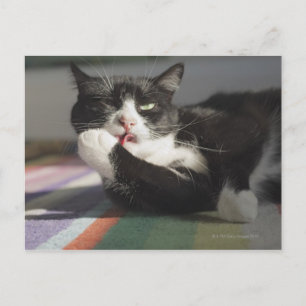 Carte Postale Un chat qui lèche c'est paw