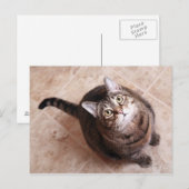 Carte Postale Un chat tabby en train de chercher (Devant / Derrière)