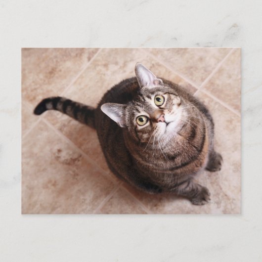 Carte Postale Un chat tabby en train de chercher (Devant)