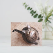 Carte Postale Un chat tabby en train de chercher (Debout devant)