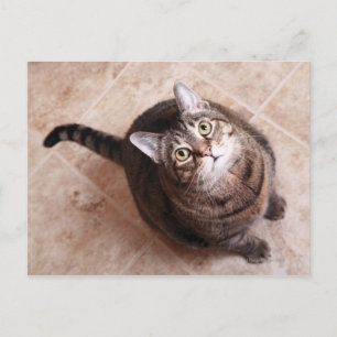 Carte Postale Un chat tabby en train de chercher