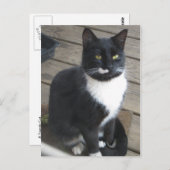 Carte Postale Un chat Tuxedo (Devant / Derrière)