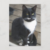Carte Postale Un chat Tuxedo (Devant)