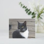 Carte Postale Un chat Tuxedo (Debout devant)