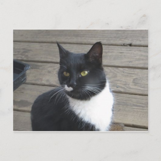Carte Postale Un chat Tuxedo (Devant)