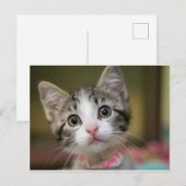 Carte Postale Un chaton mignon aux yeux verts (Devant / Derrière)