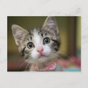 Carte Postale Un chaton mignon aux yeux verts