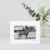 Carte Postale un cheval (Debout devant)
