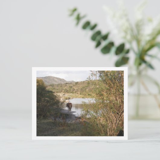 Carte Postale un cheval (Debout devant)