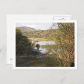 Carte Postale un cheval (Devant / Derrière)