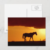 Carte Postale Un cheval au coucher du soleil (Devant / Derrière)