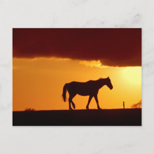 Carte Postale Un cheval au coucher du soleil
