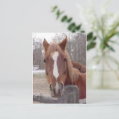 Carte Postale Un Cheval Bien Sûr (Debout devant)