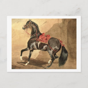 Carte Postale Un cheval d'Arabie (avec une feuille de papier)