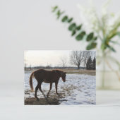 Carte Postale Un cheval en hiver (Debout devant)