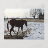 Carte Postale Un cheval en hiver (Devant)