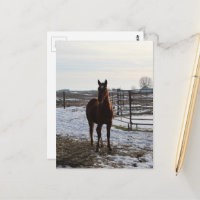 Un cheval hongre en hiver avec de la neige