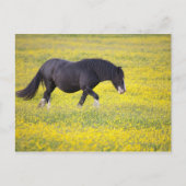 Carte Postale Un Cheval Marchant Dans Un Champ De Fleurs Jaunes (Devant)