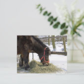 Carte Postale Un cheval originaire de Gotland où (Debout devant)