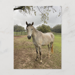Carte Postale Un cheval près d'un pâturage