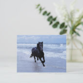 Carte Postale Un cheval sauvage et libre (Debout devant)