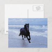 Carte Postale Un cheval sauvage et libre (Devant / Derrière)
