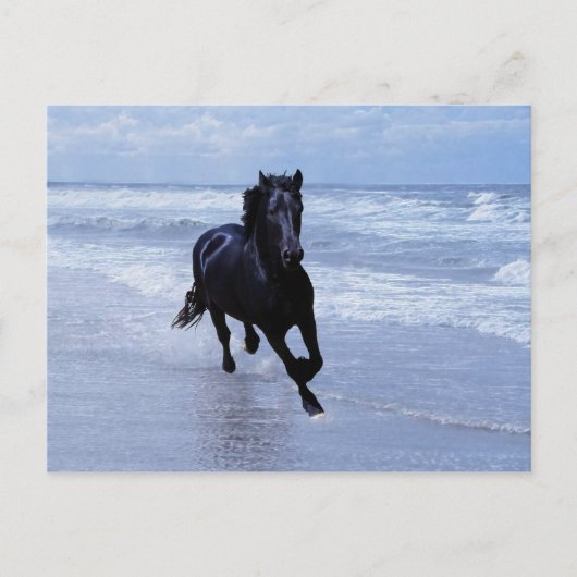Carte Postale Un cheval sauvage et libre (Devant)