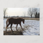 Carte Postale Un cheval Sorrel en hiver avec neige (Devant)