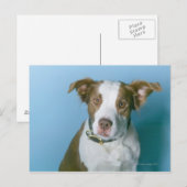 Carte Postale Un chien (Devant / Derrière)