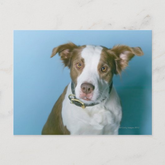 Carte Postale Un chien (Devant)