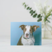 Carte Postale Un chien (Debout devant)