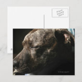 Carte Postale Un chien de taureau dans le pénis (Devant / Derrière)