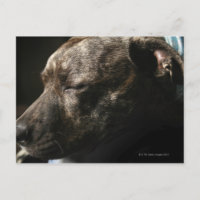 Un chien de taureau dans le pénis
