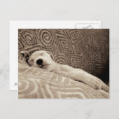 Carte Postale Un chien fatigué (Devant / Derrière)