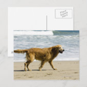 Carte Postale Un chien mouillé à la plage. (Devant / Derrière)
