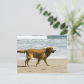 Carte Postale Un chien mouillé à la plage. (Debout devant)