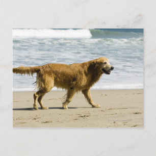 Carte Postale Un chien mouillé à la plage.