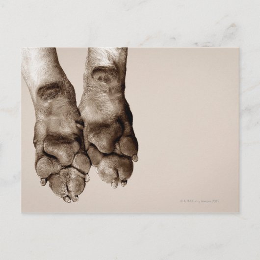 Carte Postale Un chien pattes (Devant)
