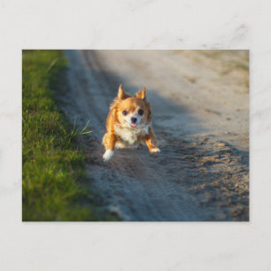 Carte Postale Un Chihuahua brun et blanc aux cheveux longs