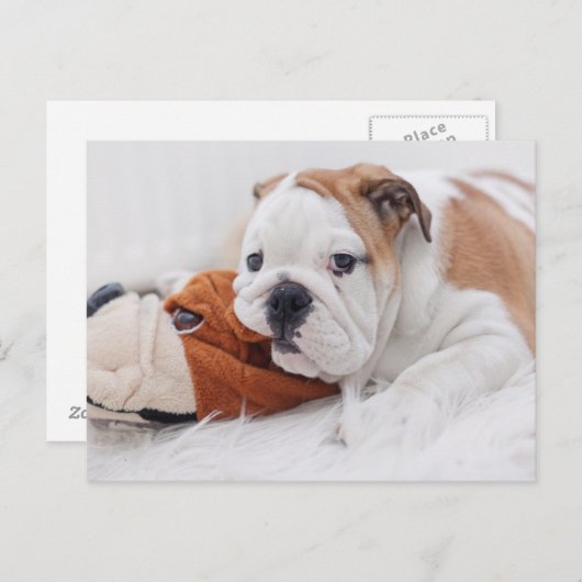 Carte Postale Un Chiot-Chien Anglais Qui Joue Avec Un Chien-Ciel (Devant / Derrière)