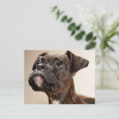 Carte Postale Un chiot de Brindle Boxer qui regarde curieusement (Debout devant)